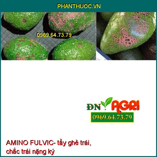 AMINO FULVIC tẩy ghẻ trái, chắc trái nặng ký