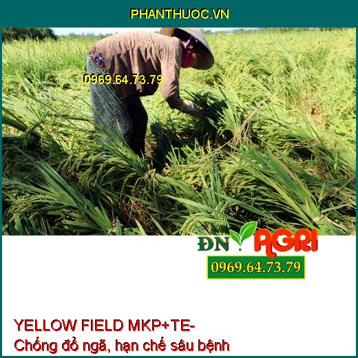 YELLOW FIELD MKP+TE- Phân Bón Cao Cấp Chuyên Dùng Kích Ra Hoa Nghịch Mùa