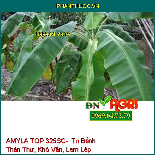 AMYLA TOP 325SC- Trị Bếnh Thán Thư, Khô Vằn, Lem Lép Hạt