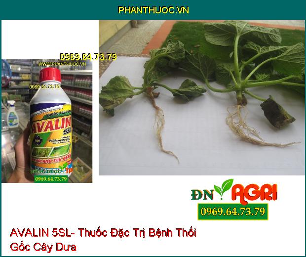 AVALIN 5SL- Thuốc Đặc Trị Bệnh Khô Vằn, Héo Rủ, Lở Cổ Rễ, Chết Nhanh, Nấm Hồng