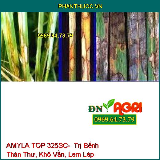 AMYLA TOP 325SC- Trị Bếnh Thán Thư, Khô Vằn, Lem Lép Hạt