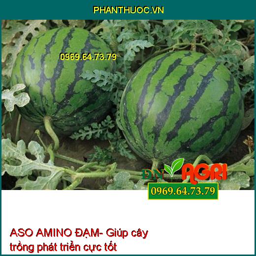 ASO AMINO ĐẠM- Tăng Đậu Trái, Chống Rụng, Mát Cây, Mát Bông