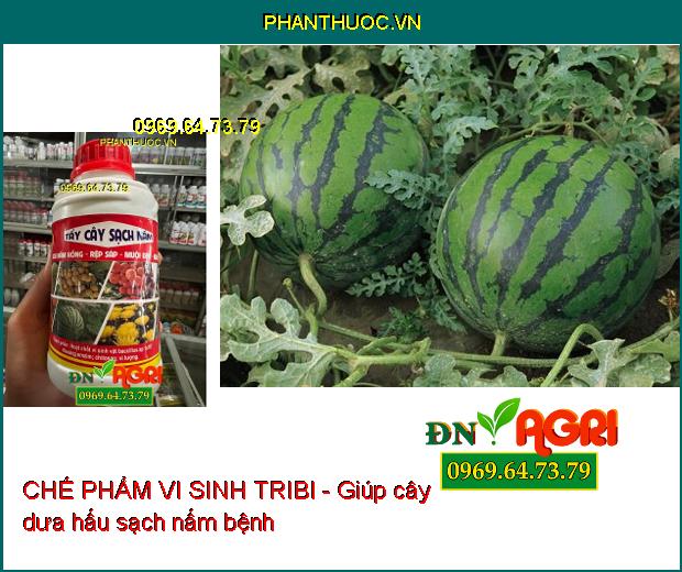 SẠCH NẤM HỒNG, RỆP SÁP, NHỆN ĐỎ -CHẾ PHẨM VI SINH TRIBI