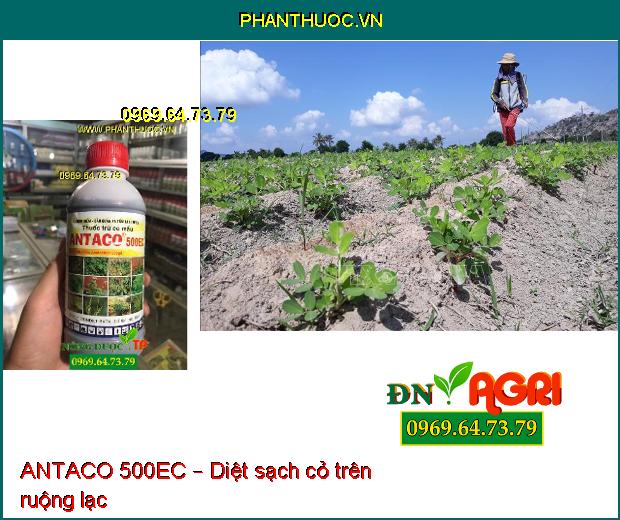 ANTACO 500EC – Thuốc Trừ Cỏ Lá Rộng Và Lá Hẹp Trên Ngô, Lạc, Khoai Mì, Mía