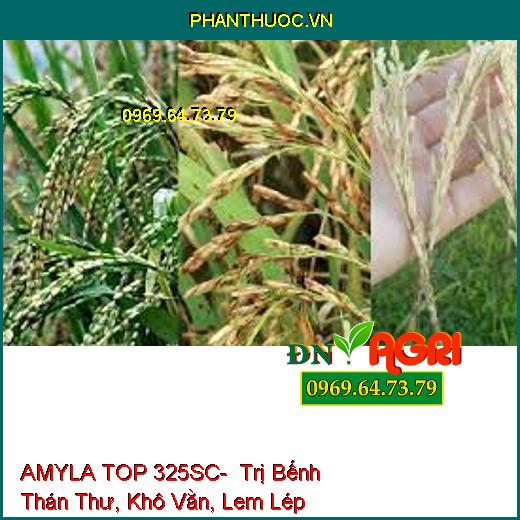 AMYLA TOP 325SC- Trị Bếnh Thán Thư, Khô Vằn, Lem Lép Hạt