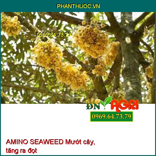 AMINO SEAWEED Mướt cây, tăng ra đọt