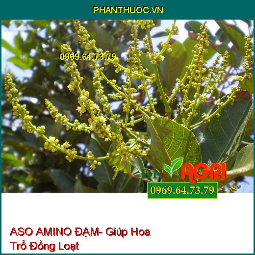 ASO AMINO ĐẠM- Tăng Đậu Trái, Chống Rụng, Mát Cây, Mát Bông