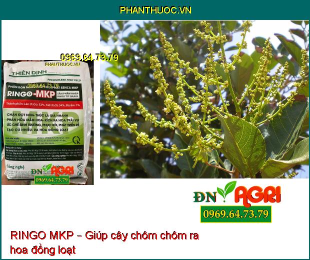 RINGO MKP – PHÂN BÓN KÍCH THÍCH RA HOA TRÁI VỤ, PHÁT TRIỂN RỂ, CỦ NHIỀU