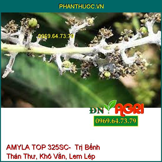 AMYLA TOP 325SC- Trị Bếnh Thán Thư, Khô Vằn, Lem Lép Hạt