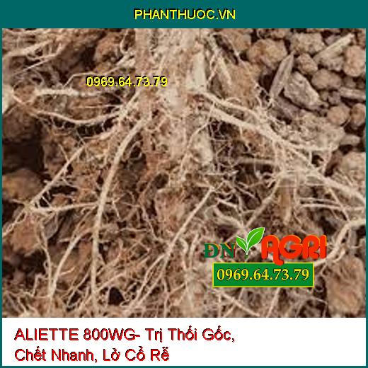 ALIETTE 800WG- Trị Thối Gốc, Chết Nhanh, Lở Cổ Rễ