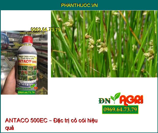 ANTACO 500EC – Thuốc Trừ Cỏ Lá Rộng Và Lá Hẹp Trên Ngô, Lạc, Khoai Mì, Mía