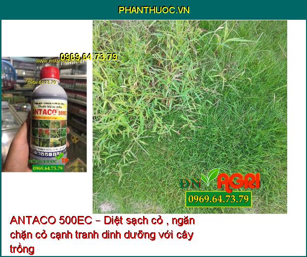 ANTACO 500EC – Thuốc Trừ Cỏ Lá Rộng Và Lá Hẹp Trên Ngô, Lạc, Khoai Mì, Mía