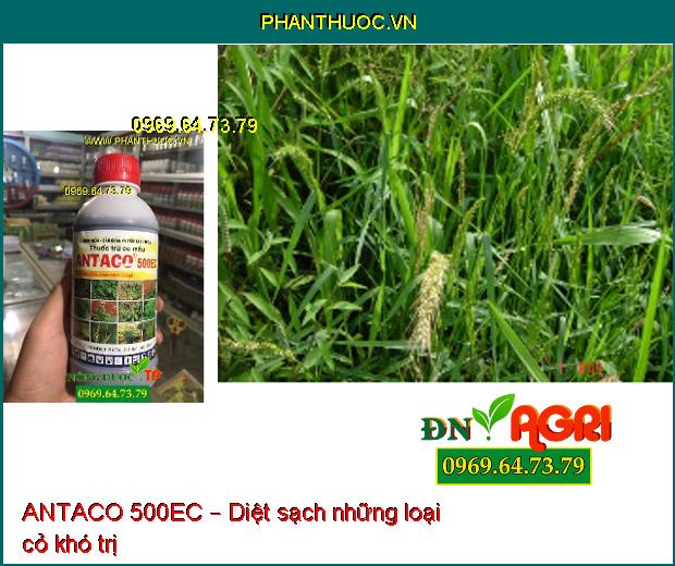 ANTACO 500EC – Thuốc Trừ Cỏ Lá Rộng Và Lá Hẹp Trên Ngô, Lạc, Khoai Mì, Mía