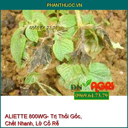 ALIETTE 800WG- Trị Thối Gốc, Chết Nhanh, Lở Cổ Rễ