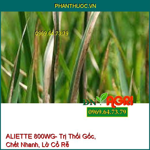 ALIETTE 800WG- Trị Thối Gốc, Chết Nhanh, Lở Cổ Rễ