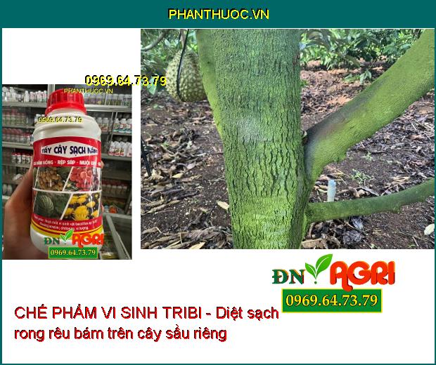 SẠCH NẤM HỒNG, RỆP SÁP, NHỆN ĐỎ -CHẾ PHẨM VI SINH TRIBI