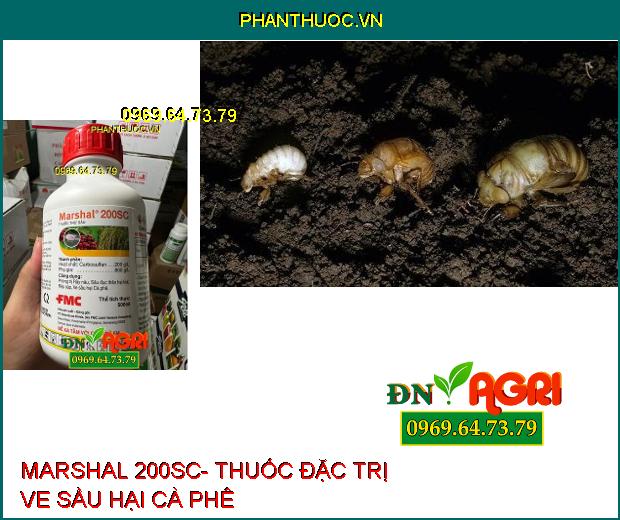 MARSHAL 200SC- Thuốc Đặc Trị Rầy Nâu, Sâu Đục Thân, Rệp Sáp, Ve Sầu