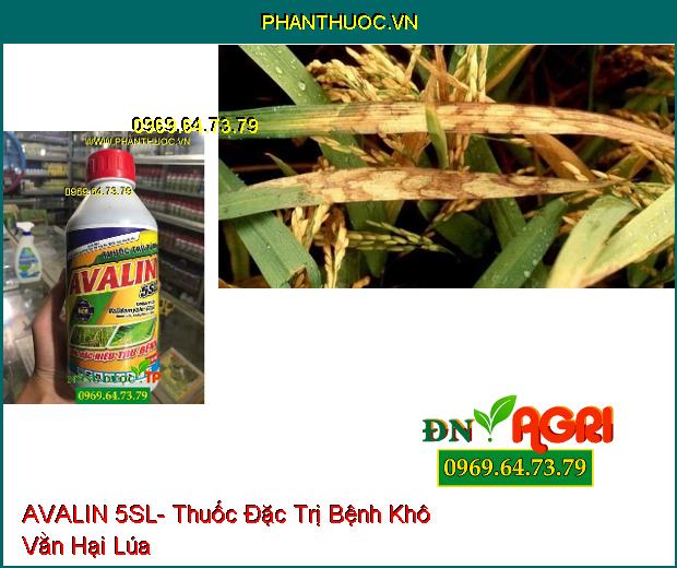 AVALIN 5SL- Thuốc Đặc Trị Bệnh Khô Vằn, Héo Rủ, Lở Cổ Rễ, Chết Nhanh, Nấm Hồng