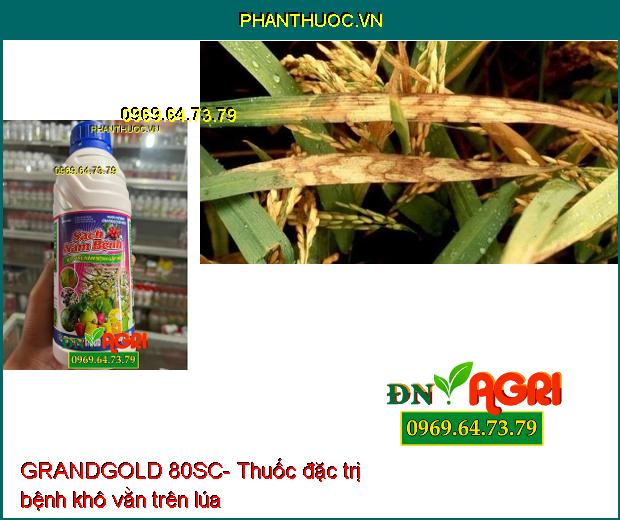 GRANDGOLD 80SC- Thuốc Đặc Trị Thán Thư, Ghẻ Sẹo, Xì Mủ, Cháy Lá, Nấm Hồng