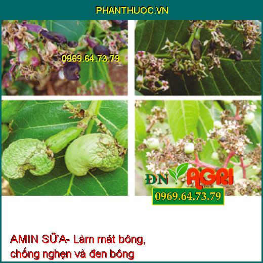 AMIN SỮA- Ra Hoa Mạnh, Đồng Loạt, Tỷ Lệ Đậu Bông, Đậu Trái Cao