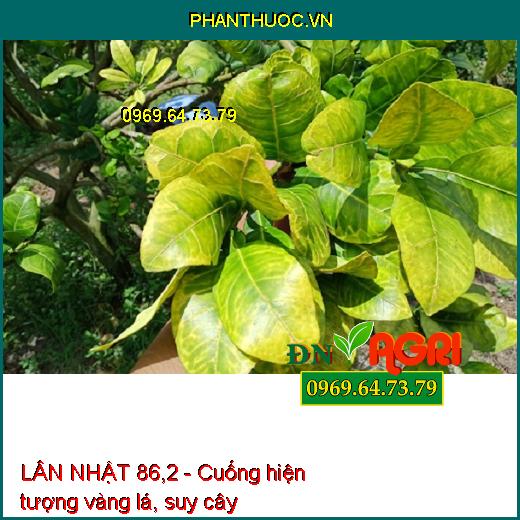 LÂN NHẬT 86,2 – CHUYÊN TẠO MẦM HOA, KÍCH THÍCH RA HOA ĐỒNG LOẠT