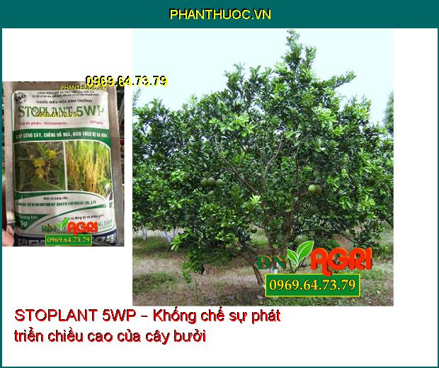 THUỐC ĐIỀU HÒA SINH TRƯỞNG STOPLANT 5WP – CỨNG CÂY, CHỐNG ĐỖ NGÃ, KÍCH THÍCH RA HOA