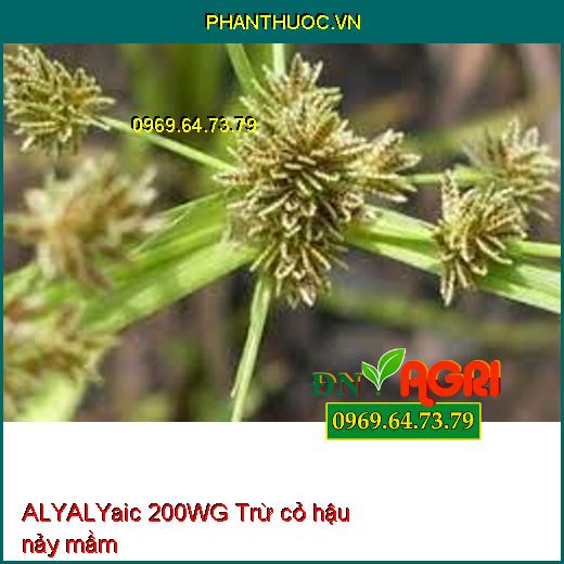 ALYALYaic 200WG Trừ cỏ hậu nảy mầm