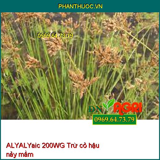 ALYALYaic 200WG Trừ cỏ hậu nảy mầm