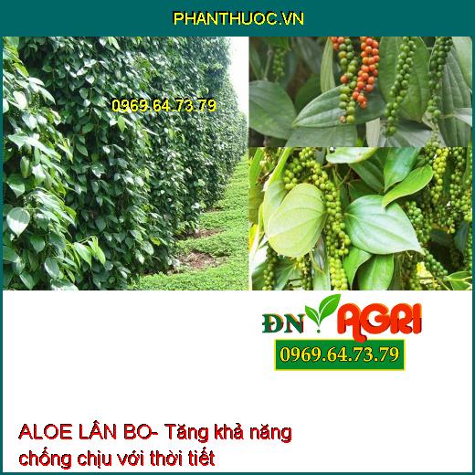 ALOE LÂN BO- Phân Hóa Mầm Hoa, Chống Rụng Bông Và Trái Non, Tăng Đậu Trái Cao