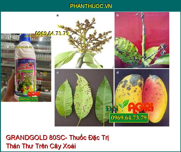 GRANDGOLD 80SC- Thuốc Đặc Trị Thán Thư, Ghẻ Sẹo, Xì Mủ, Cháy Lá, Nấm Hồng