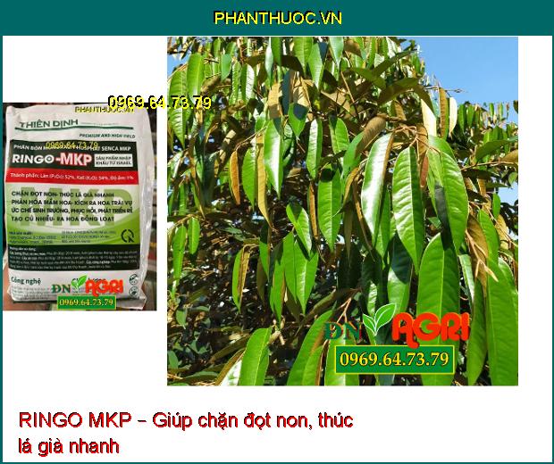 RINGO MKP – PHÂN BÓN KÍCH THÍCH RA HOA TRÁI VỤ, PHÁT TRIỂN RỂ, CỦ NHIỀU