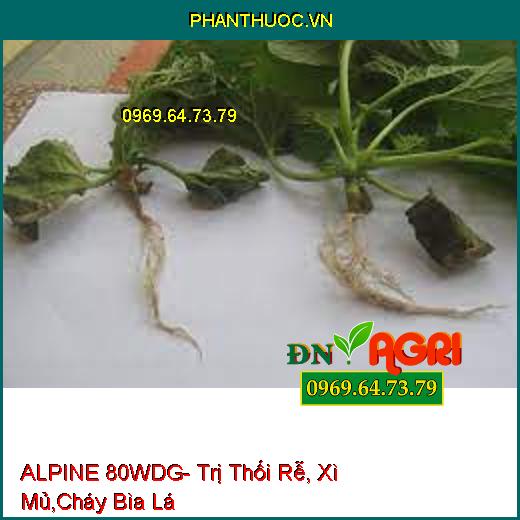 ALPINE 80WDG- Trị Thối Rễ, Xì Mủ,Cháy Bìa Lá