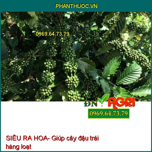 SIÊU RA HOA- Phân Bón Phân Hóa mầm Hoa, Ra Hoa Đậu Trái Đồng Loạt