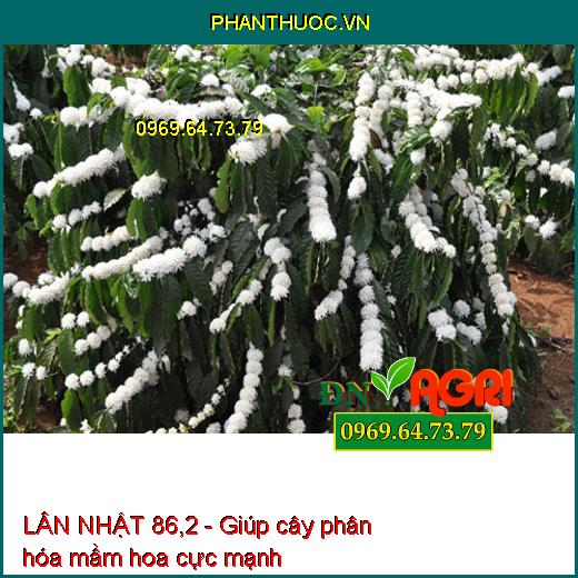 LÂN NHẬT 86,2 – CHUYÊN TẠO MẦM HOA, KÍCH THÍCH RA HOA ĐỒNG LOẠT