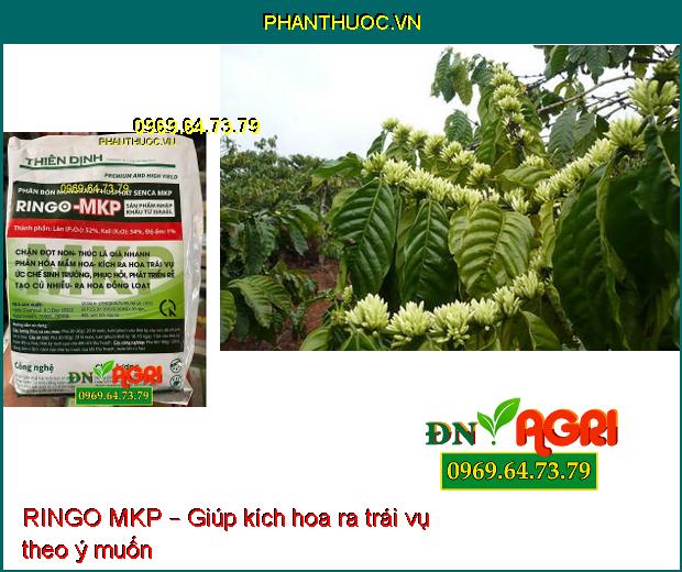 RINGO MKP – PHÂN BÓN KÍCH THÍCH RA HOA TRÁI VỤ, PHÁT TRIỂN RỂ, CỦ NHIỀU