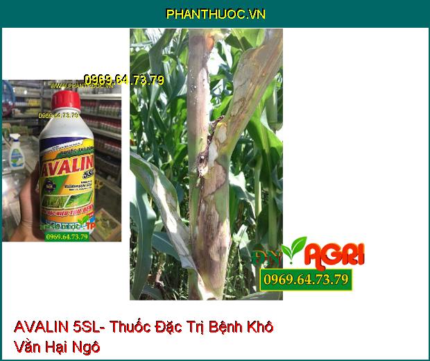 AVALIN 5SL- Thuốc Đặc Trị Bệnh Khô Vằn, Héo Rủ, Lở Cổ Rễ, Chết Nhanh, Nấm Hồng