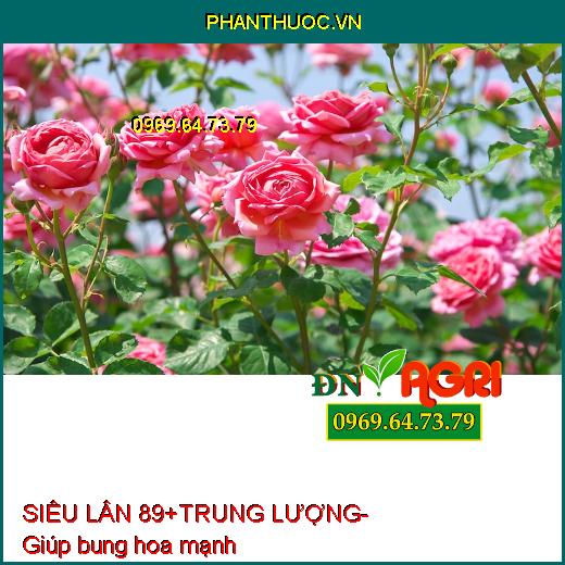 SIÊU LÂN 89+TRUNG LƯỢNG- Phân Hóa Mầm Hoa, Xử Lý Ra Hoa Trái Vụ