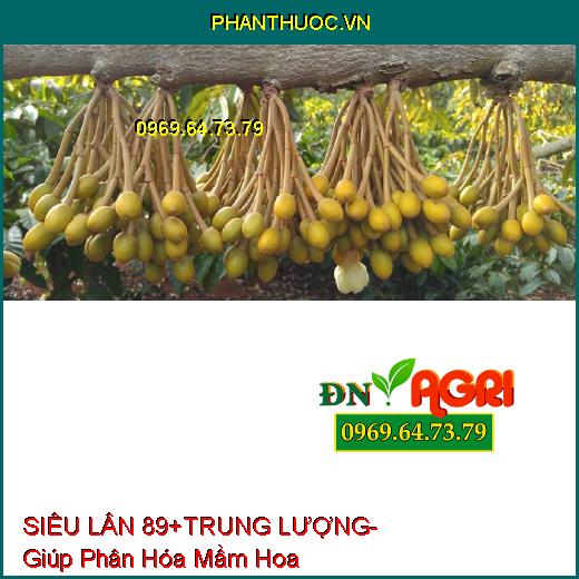 SIÊU LÂN 89+TRUNG LƯỢNG- Phân Hóa Mầm Hoa, Xử Lý Ra Hoa Trái Vụ