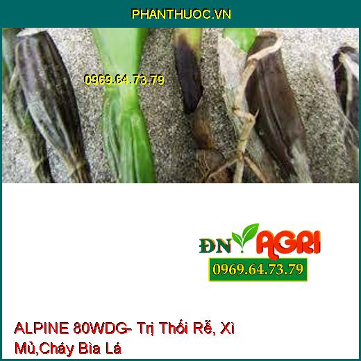 ALPINE 80WDG- Trị Thối Rễ, Xì Mủ,Cháy Bìa Lá