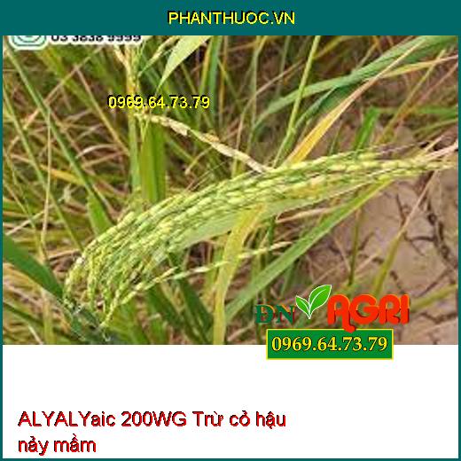 ALYALYaic 200WG Trừ cỏ hậu nảy mầm