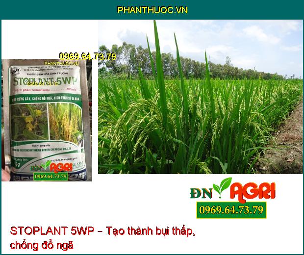 THUỐC ĐIỀU HÒA SINH TRƯỞNG STOPLANT 5WP – CỨNG CÂY, CHỐNG ĐỖ NGÃ, KÍCH THÍCH RA HOA