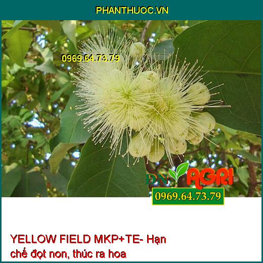 YELLOW FIELD MKP+TE- Phân Bón Cao Cấp Chuyên Dùng Kích Ra Hoa Nghịch Mùa