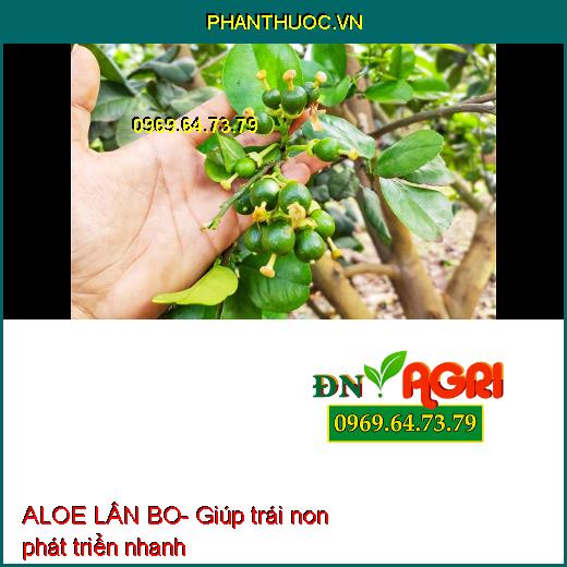 ALOE LÂN BO- Phân Hóa Mầm Hoa, Chống Rụng Bông Và Trái Non, Tăng Đậu Trái Cao