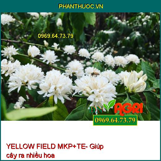 YELLOW FIELD MKP+TE- Phân Bón Cao Cấp Chuyên Dùng Kích Ra Hoa Nghịch Mùa