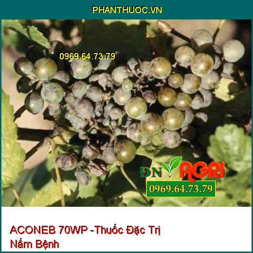 ACONEB 70WP -Thuốc Đặc Trị Nấm Bệnh