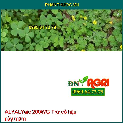 ALYALYaic 200WG Trừ cỏ hậu nảy mầm