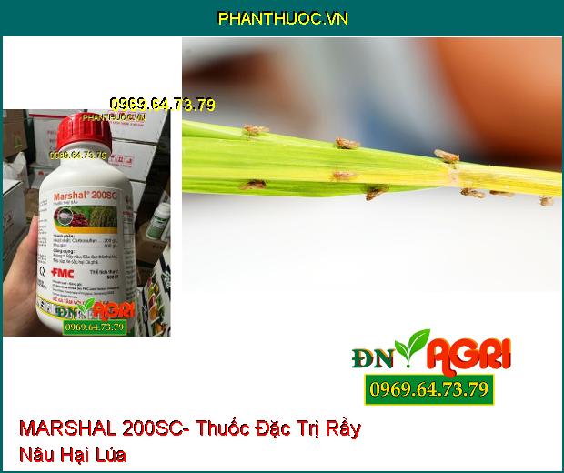 MARSHAL 200SC- Thuốc Đặc Trị Rầy Nâu, Sâu Đục Thân, Rệp Sáp, Ve Sầu