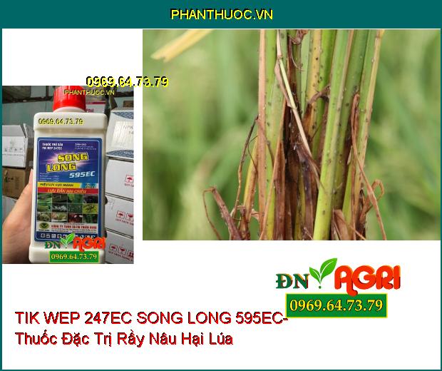 TIK WEP 247EC SONG LONG 595EC- Thuốc Đặc Trị Rầy Nâu, Rệp Sáp