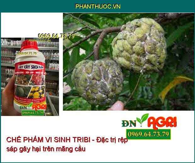 SẠCH NẤM HỒNG, RỆP SÁP, NHỆN ĐỎ -CHẾ PHẨM VI SINH TRIBI