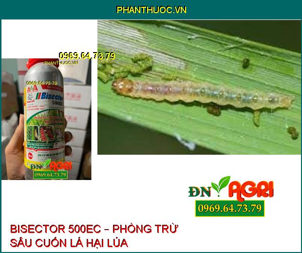 THUỐC TRỪ SÂU BISECTOR 500EC – PHÒNG TRỪ RÂY NÂU HẠI LÚA, RỆP SÁP HẠI CÀ PHÊ